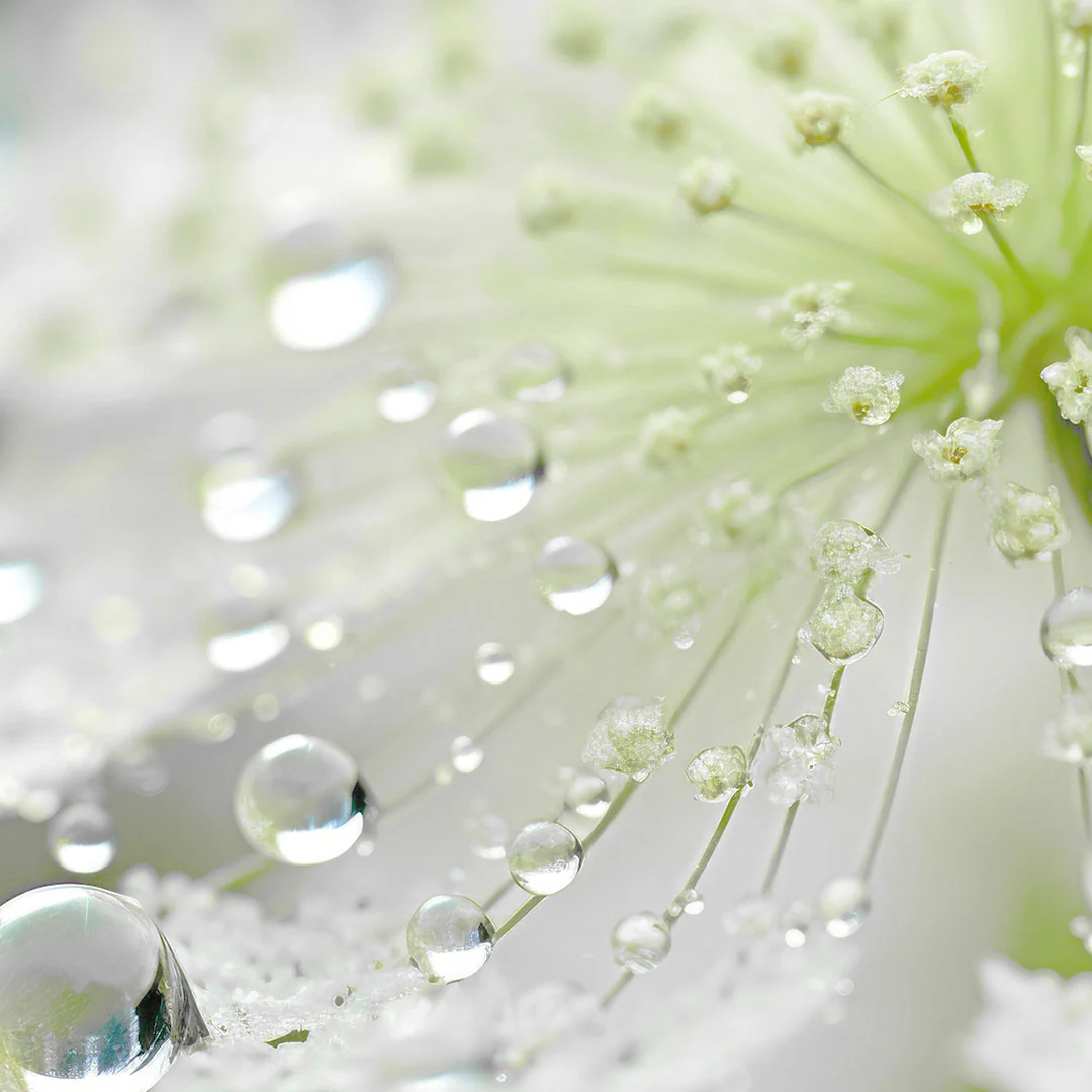 Elder Flower Extract