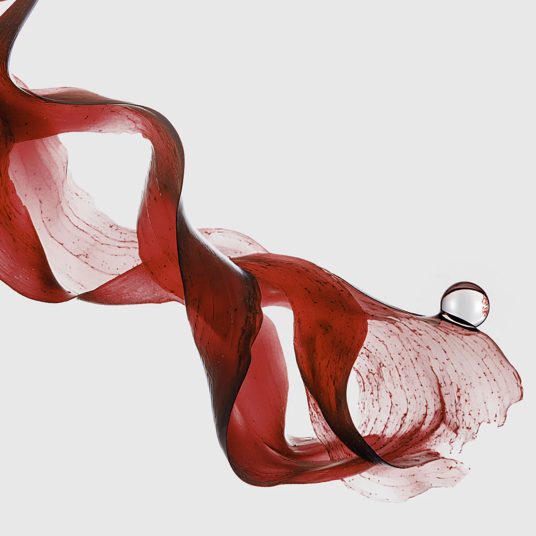 Red Algae (Chondrus Crispus)